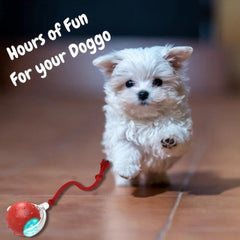 Clever ChewRoll Toy | Interactive Rolling Ball 