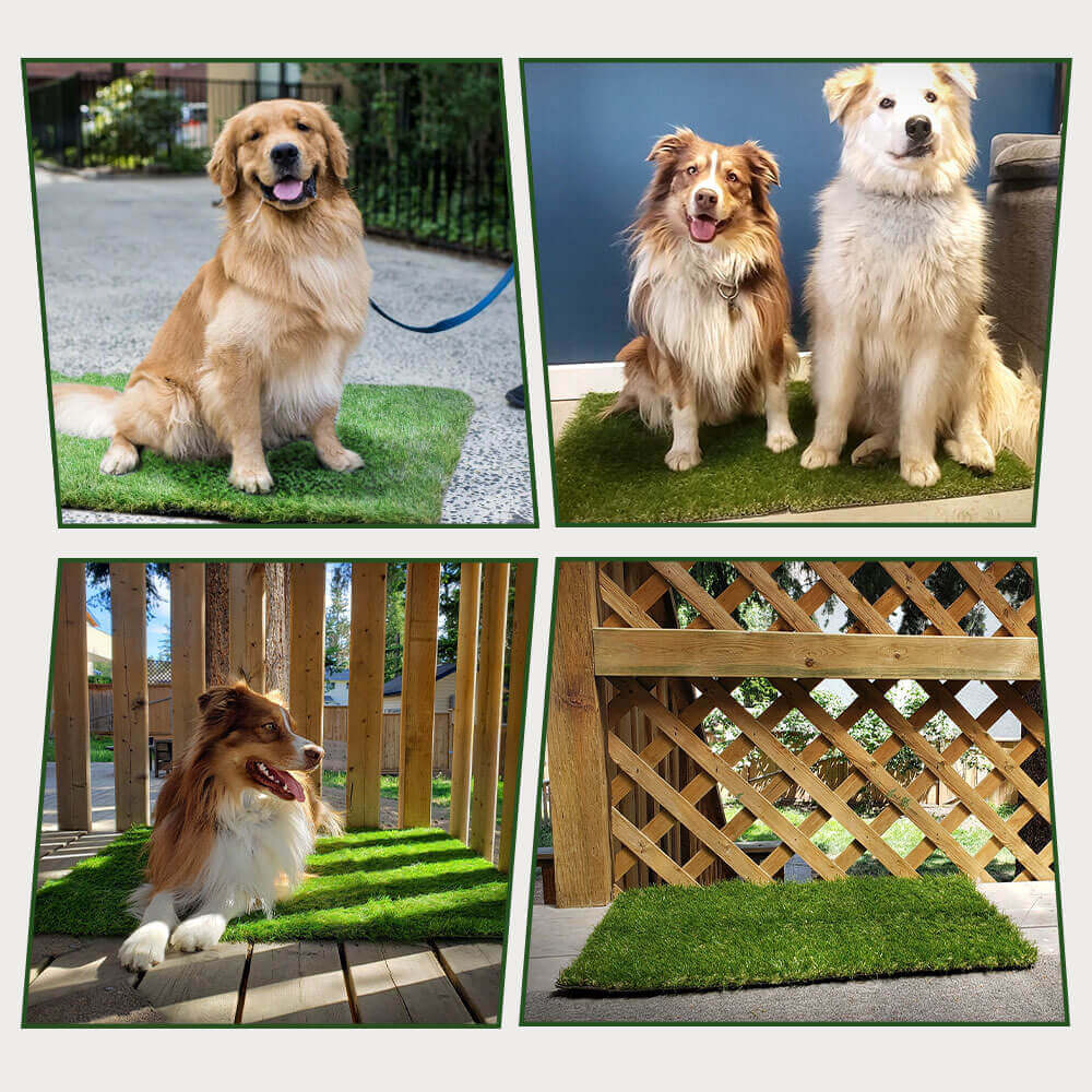 DwellTurf Indoor Dog Potty Mat | Washable Grass Relief Pads for Training 